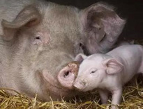 泔水不讓喂豬，舉報還有獎，拿什么拯救你？